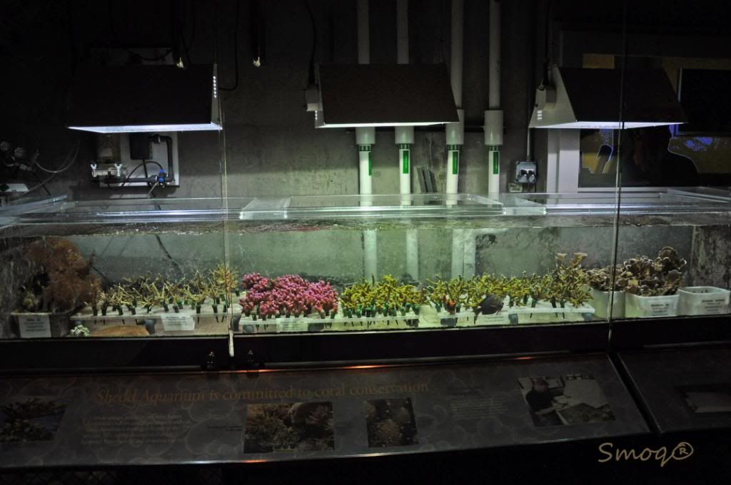 Shedd Aquarium in Chicago, IL